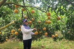 Đổi mới sản xuất, góp sức dựng xây nông thôn mới