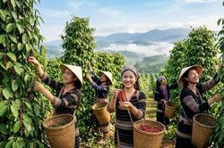 Giá hồ tiêu hôm nay 3.10.2026: Cao nhất 140.500 đồng/kg