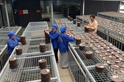 Sản xuất nông, lâm nghiệp và thủy sản quý III và 9 tháng năm 2026 đạt kết quả tích cực