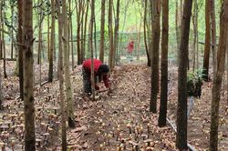 Gia Lai: Phát triển 31.000ha dược liệu dưới tán rừng