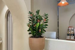 5 cây cảnh cho cửa hàng giúp hút tài lộc, tăng vượng khí