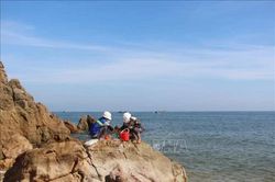 Xác định nguyên nhân cá chết trôi dạt vào bờ biển Quảng Trị
