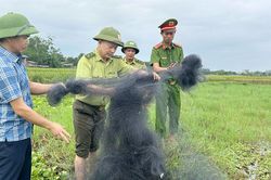 Xã Mỹ Thái: Một ngày phát hiện 3 vụ vi phạm quy định về bảo vệ động vật hoang dã