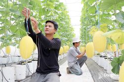 Khi người trẻ làm nông nghiệp sạch