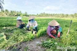 Mưa kéo dài, giá rau màu tăng mạnh