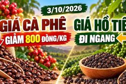 Giá cà phê, hồ tiêu hôm nay 3/10: Cà phê giảm mạnh, hồ tiêu đi ngang