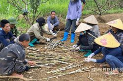 Bằng Mạc: Hơn 110 người được đào tạo nghề