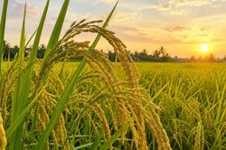 Ngày 3/10: Giá lúa tươi tại Đồng bằng sông Cửu Long tăng giảm đan xen