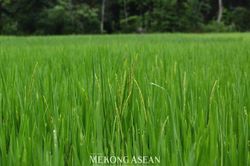 Sản xuất nông nghiệp quý 3 duy trì xu hướng tích cực