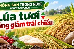 Nông sản trong nước 3/10: Lúa tươi tăng giảm trái chiều, cà phê giữ vùng 94.000 đồng/kg