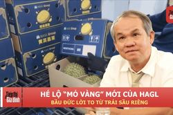 Hé lộ 'mỏ vàng' mới của HAGL: Bầu Đức lời to từ trái sầu riêng