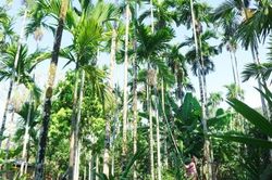 Đà Nẵng: Xã Tiên Phước mở hướng nâng giá trị cây cau bằng chuyển đổi số