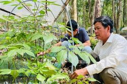 Quảng Ngãi: Sức bật xã vùng cao Măng Ri từ dược liệu quý và bản sắc văn hóa