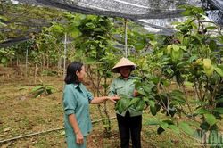 Gắn nghiên cứu với bảo tồn dược liệu