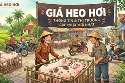 Giá heo hơi hôm nay 4/10: Tuần giảm giá bao trùm, dao động trong khoảng 54.000 - 56.000 đồng/kg
