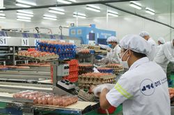 Loạt doanh nghiệp trứng gà sạch bị ngân hàng rao bán tài sản, thu hồi nợ