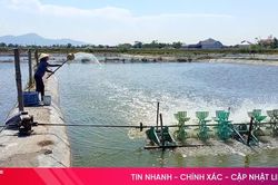 Thời tiết thất thường, người nuôi tôm lo phòng dịch bệnh