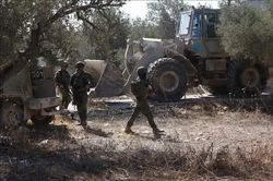Bờ Tây tăng căng thẳng khi người Palestine bước vào mùa thu hoạch ôliu