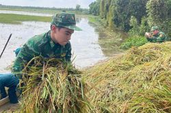 Biên phòng Tây Ninh giúp dân thu hoạch lúa bị ngập lũ