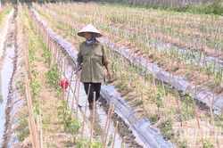 Liên kết sản xuất để tăng giá trị cây trồng vụ đông