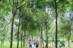 Mỹ Sơn mở lối vào rừng