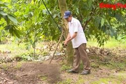 Phân hữu cơ và chế phẩm vi sinh trong canh tác vườn