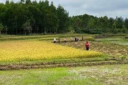 Bất ngờ bị yêu cầu nộp thêm tiền sử dụng đất, người dân cần làm gì?