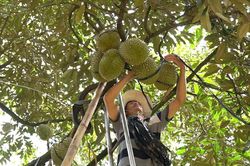 Cơ chế cho nông nghiệp hữu cơ