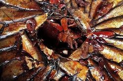 Loại cá nhỏ bé giá chỉ vài chục nghìn đồng/kg, được chuyên gia Mỹ khen vì 3 ưu điểm, chợ Việt bán nhiều