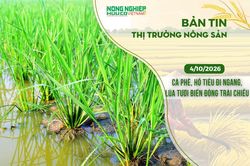 Thị trường nông sản 4/10/2026: Cà phê, hồ tiêu đi ngang, lúa tươi biến động trái chiều