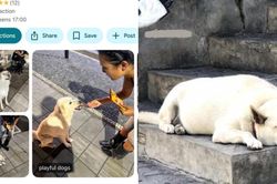 Địa điểm lạ trên Google Maps ở Bali: Không có hàng quán hay cảnh đẹp, chỉ dẫn du khách đến cho 3 chú chó hoang ăn