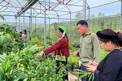 Khi người dân trở thành mắt xích trong chuỗi giá trị dược liệu