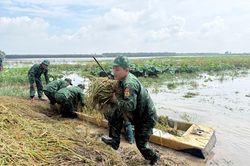 Bộ đội Biên phòng Tây Ninh giúp dân thu hoạch lúa chạy lũ