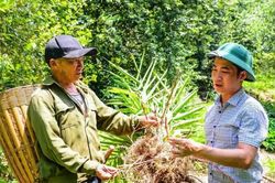 Cây táo mèo, sa nhân mở hướng thoát nghèo cho người Mông ở Pù Nhi