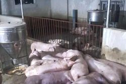 Đàn lợn 50 con chuẩn bị xuất chuồng bị sét đánh, thiệt hại gần 300 triệu đồng