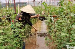Cứu thủ phủ hoa hồng Đà Lạt