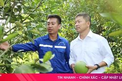 Bưởi da xanh cho quả ngọt trên đất đồi Hà Tĩnh