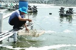 Lão nông miền biển tay trắng vươn lên thành tỷ phú nuôi tôm