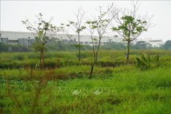Hưng Yên: Vài chục ha đất nông nghiệp bị bỏ hoang