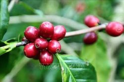 Gia tăng giá trị, mở rộng dư địa xuất khẩu cà phê
