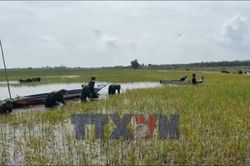Thu hoạch lúa giúp người dân giảm thiểu thiệt hại do mưa lũ