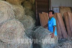 Đồng Tháp biến rơm rạ thành nguồn lực cho nông nghiệp xanh