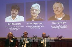 Giải Nobel Y Sinh 2026: Giải mã 'công tắc' điều khiển tế bào thần kinh bằng ánh sáng