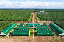 THACO AGRI và ICD Tân Cảng - Long Bình bị phạt vì vi phạm công bố thông tin