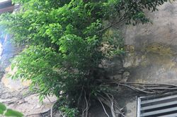 Phóng sự ảnh: Chuẩn bị đổi diện mạo các khu tập thể cũ ở Hà Nội