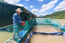 Khôi phục thuỷ sản sau bão