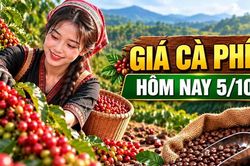 Giá cà phê hôm nay 5/10: Trong nước ổn định, Robusta giữ mức 3.469 USD/tấn