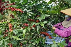 Hình thành vùng nguyên liệu cà phê minh bạch