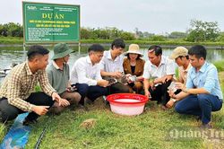 Thêm lựa chọn cho vùng nuôi tôm kém hiệu quả