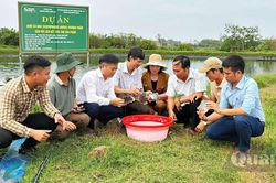Thêm lựa chọn cho vùng nuôi tôm kém hiệu quả